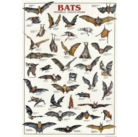 Bats Gift Wrap